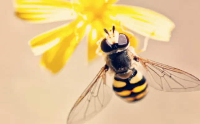 Wyjątkowe działanie zielonego propolisu. Stworzony, by chronić.