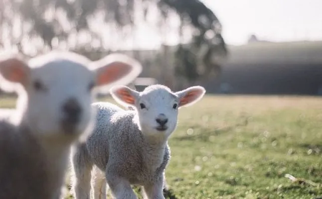 Czym jest colostrum?